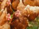 Gifhorn beendet generelle Aufstallungspflicht für Geflügel, Gefahr durch H5N1 bleibt hoch