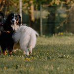 Neue 6000 Quadratmeter große Freilauffläche für Hunde am Leiferder Weg in Rüningen
