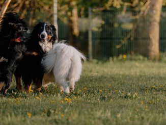 Neue 6000 Quadratmeter große Freilauffläche für Hunde am Leiferder Weg in Rüningen