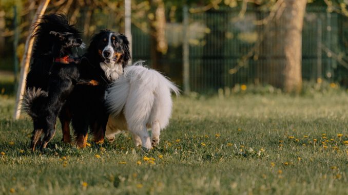 Neue 6000 Quadratmeter große Freilauffläche für Hunde am Leiferder Weg in Rüningen