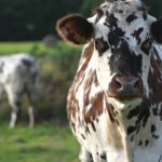 Was hinter Weidemilch steckt: Vortrag mit Melkübung im Nachhaltigkeitszentrum