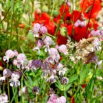 Wolfsburg kündigt Bodenausstellung, Pflanzaktion und Informationsveranstaltungen im Dezember an