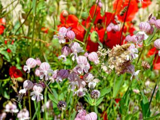 Wolfsburg kündigt Bodenausstellung, Pflanzaktion und Informationsveranstaltungen im Dezember an